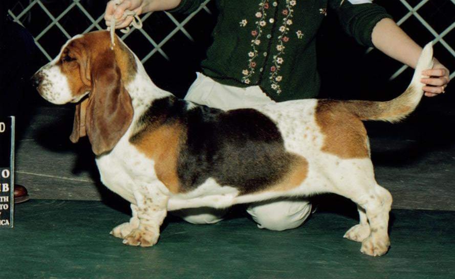 “Eve” was our first Bred By Champion show dog.