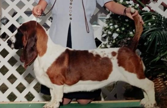 "Chrissy" an Australian import was an AKC Champion (shown for Valhalla Bassets).  
