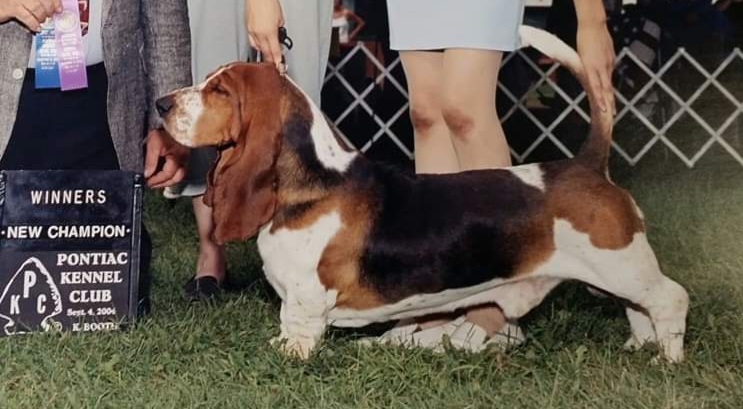 Eve's brother was our second Bred By Champion dog.